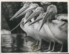 1961 Press Photo Pelicans line up at edge of pool at zoo in Surrey, England