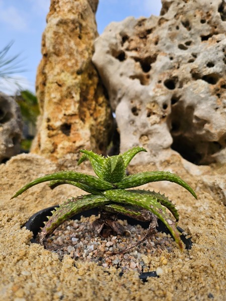 Aloe Jucunda 12cm