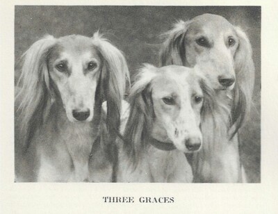 Saluki ''Trio'' ''P'' - CUSTOM MATTED - 1931 Vintage Dog ''Photo'' Print 5x7