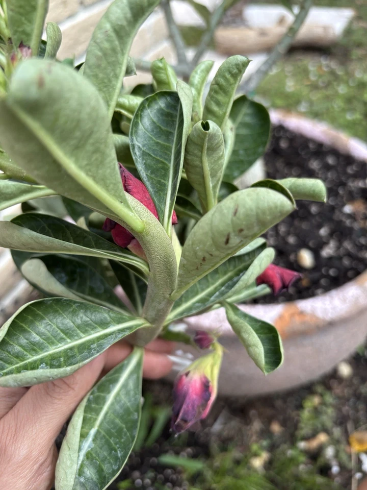 Adenium Desert Rose Exotic Plant With Purple Flowers Triple Round Petal - Image 4 of 4