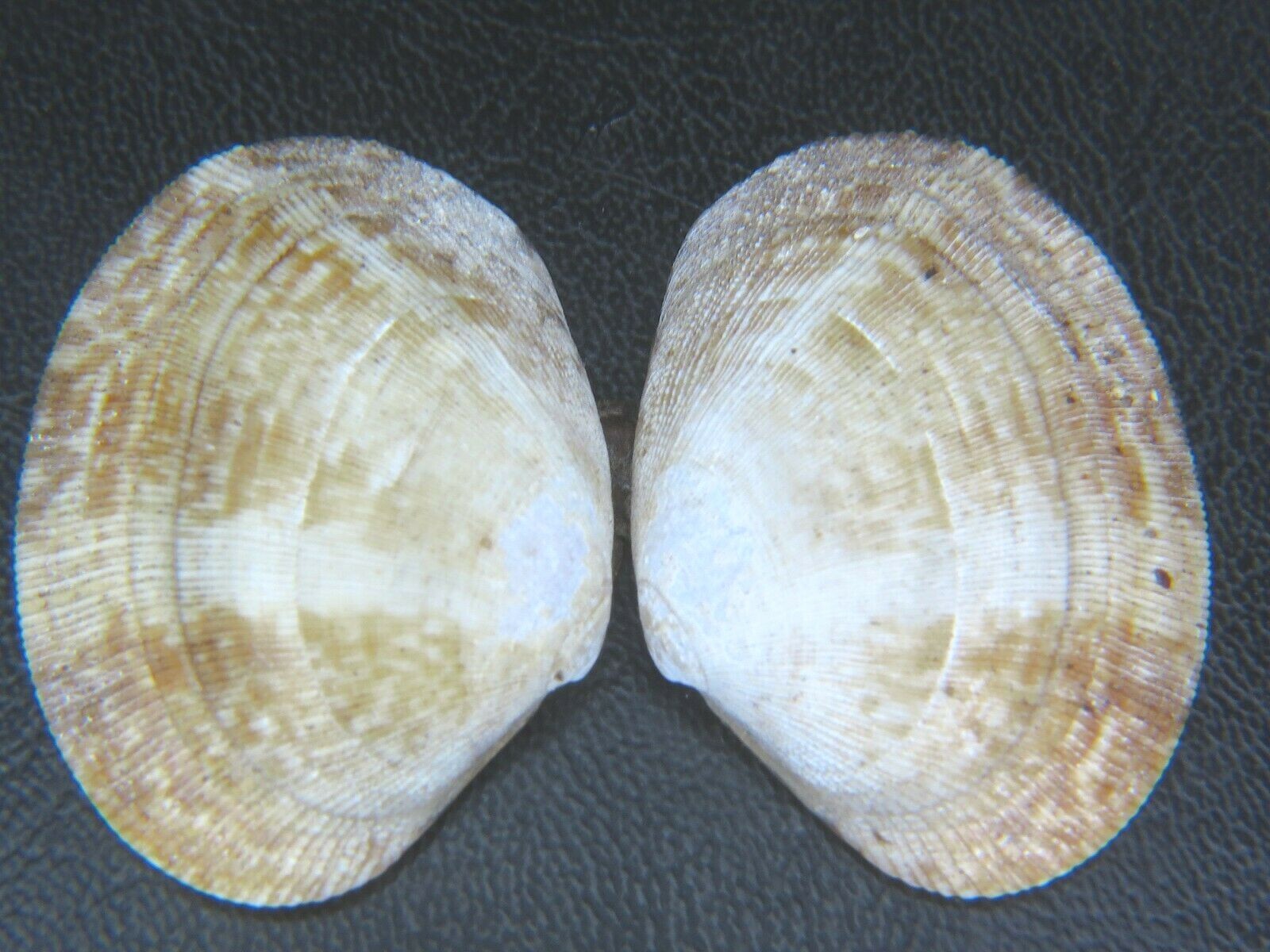 TAPES PHILIPPINARUM INVASIVE SPECIES FOUND IN HAWAII 37.53MM! eBay