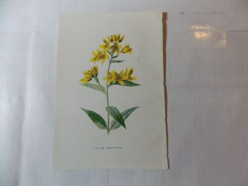Assiette à livre antique imprimés botaniques par Hume c1898 jaune lâche-bande - Photo 1 sur 2