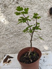 Bonsai - pré bonsai érable champêtre 