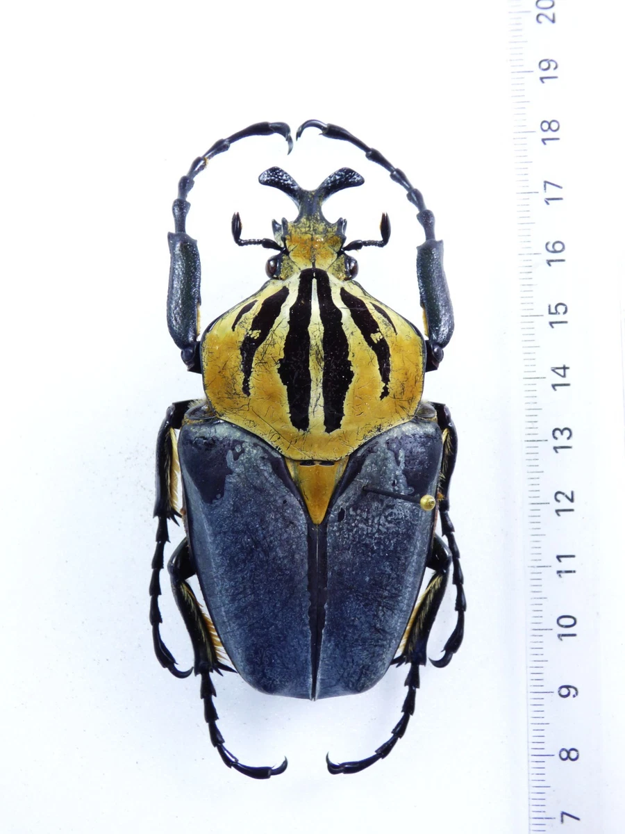 Goliathus Beetle for sale | eBay