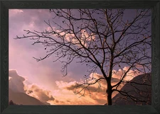 trees without leaves Framed Wall Art Poster Canvas Print Picture