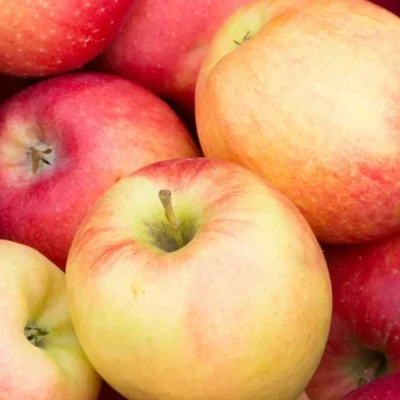 PIANTA DA FRUTTO MELO DELL'ETNA in vaso 20 età 2/3 anni (foto reali)