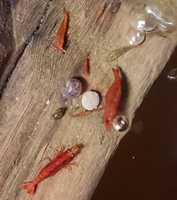 20 Mix Color Neocaridina Freshwater Shrimp young-adult Live Aquarium Cleaners