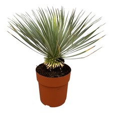 Yucca Rostrata auf Stiel, ca 70 cm hohe Freilandpflanze in Rosettenform
