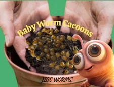 (Jigs) 250 Wiggler Cacoons #1 Composting Mix Of Red Wigglers,Euros & Blue Worms