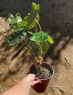 Philodendron Burle Marx - Längliches, üppiges Laub, grafische Pflanze