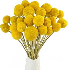 TooGet 30Pcs Natural Craspedia Dried Flowers Yellow Billy Buttons