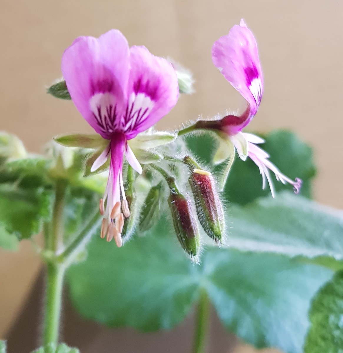 Pelargonium papilionaceum grand géranium odorant citron extérieur conteneur