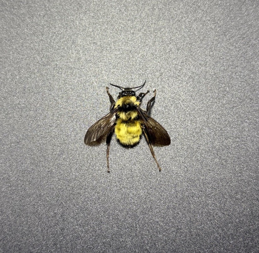 Hymenoptera Apidae Bombus (1) (South Dakota) Bumblebee Bee Xylocopa insect
