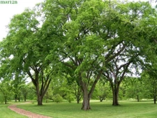 10 American Elm Tree Seeds