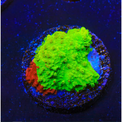 ACI Cultured Nuclear Fusion Grafted Montipora (3/4'' - 1'') - SAQ Coral Farm