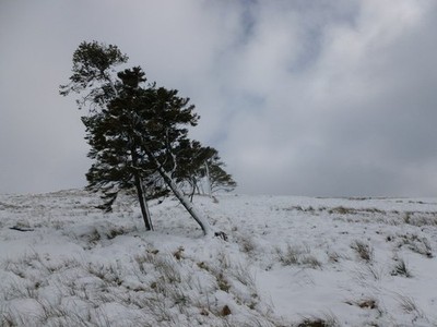 Photo A2 Windswept trees on Hareshaw Hill Glenbuck/NS7429 On the hillsi c2018