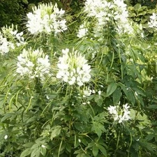 Cleome WHITE QUEEN Spider Plant FALL PLANTING Pollinators USA Non-GMO 200 Seeds