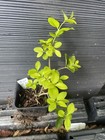 Golden Vicary Privet — photo 2