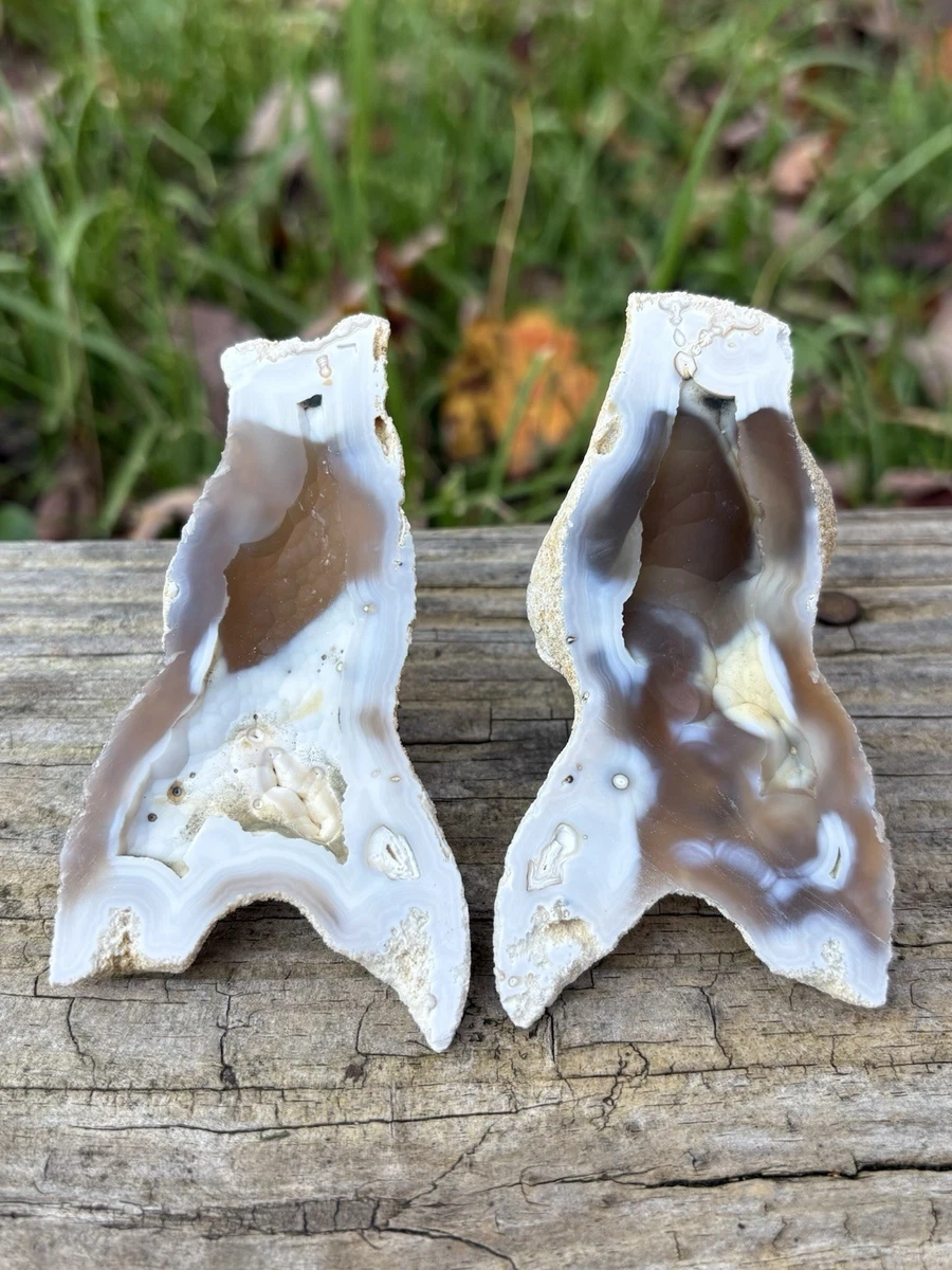珊瑚化石| eBay