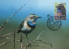 Bluethroat Luscinia Svecica Nature Finland Mint Maxi FDC Card 2003