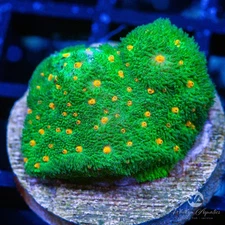 WA St. Patrick's Encrusting Psammocora - Live Coral Frag