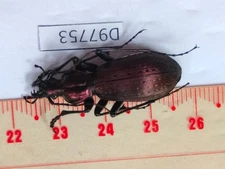 D97753-insects,Beetles Carabidae from Vietnam North