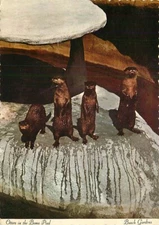 Postcard Otters in the Boma Pool, Busch Gardens, Tampa, Florida