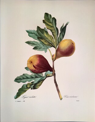 BOTANICAL ART 【import品】 Midnight Botanicals Wall Art Set/2 UT56053