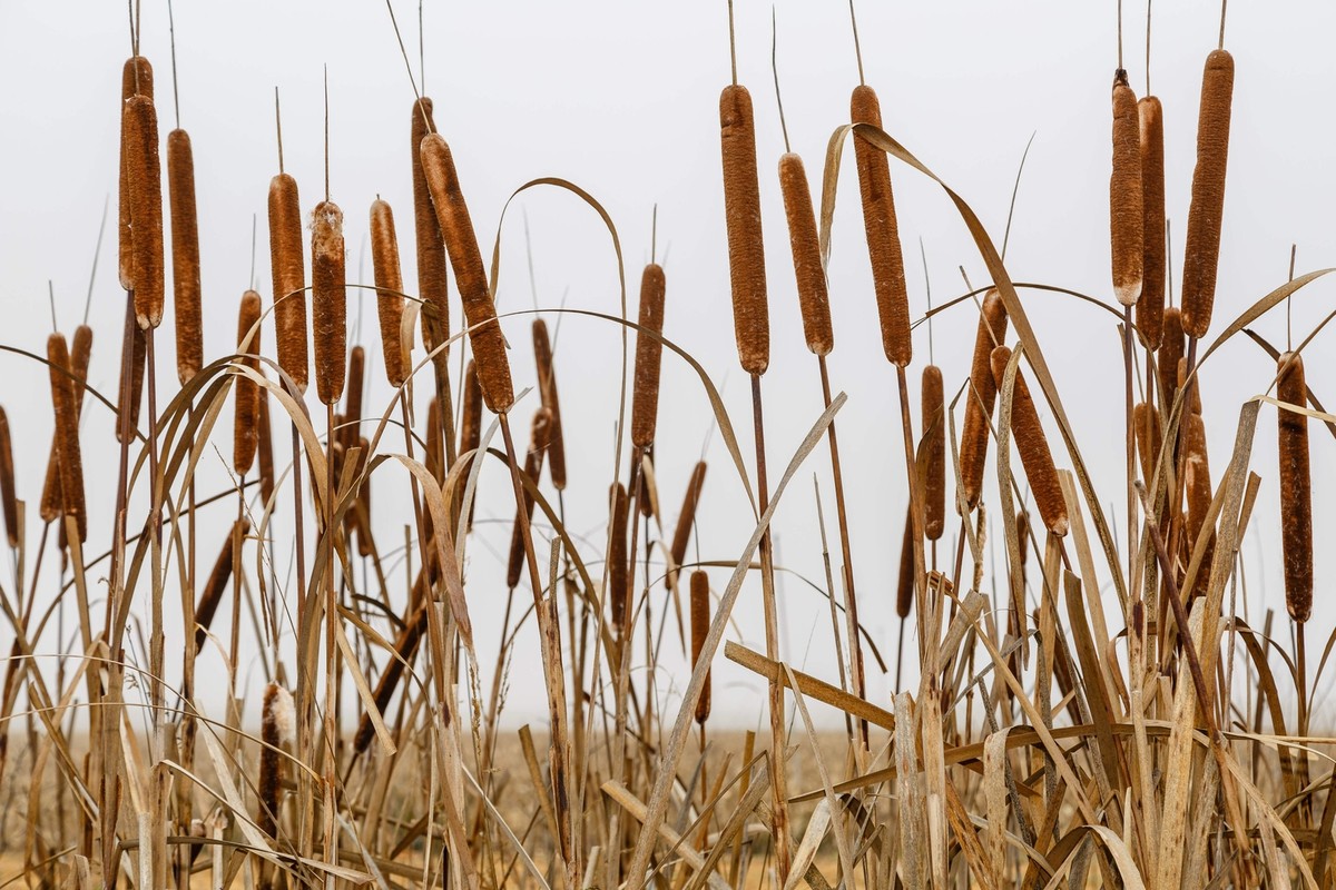 50 CATTAILS Cat Tails Typha Latifolia Water Pond Grass Flower Seeds *Flat  S/H | eBay
