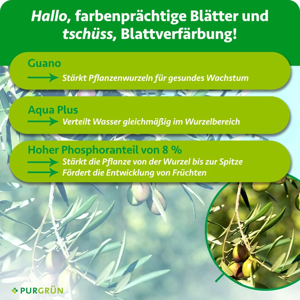 Purgrün Olivenbaum Dünger, NPK 8+8+6, für gesunde Oliven, 1L - Bild 3 von 4