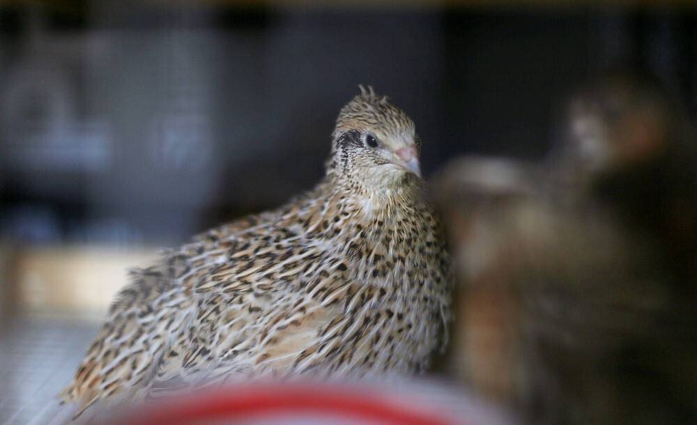 48 Jumbo Mixed Coturnix Quail hatching eggs. Fertile quail eggs eBay