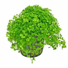 Micranthemum Monte Carlo Pot