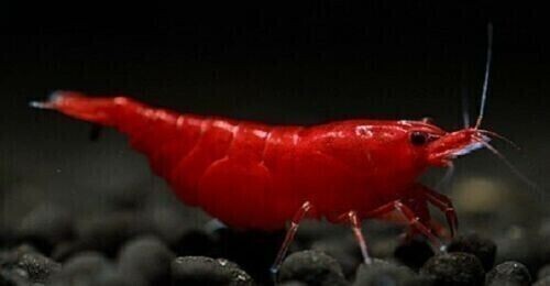Neocaridine Bloody Mary: Il Segreto dell'Acquario Rosso | Lotto 10