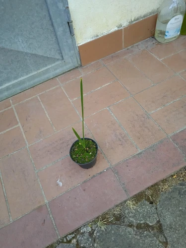 Pianta PHOENIX DACTYLIFERA  Palma da datteri h 20  - 25 cm in vaso - Foto 2 di 4