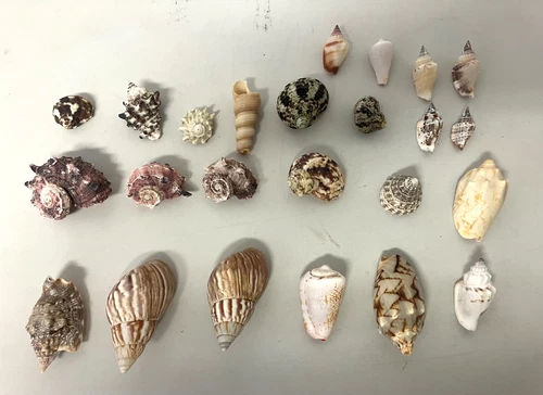 Sea Shell Collection  - Lot of 24 Various Specimens   MB