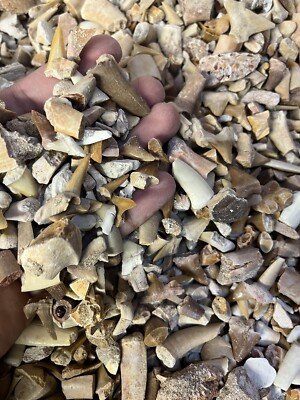 1 Fossil gemischter Sand Haizähne Beutel -30g, Otodus Zähne, einige Fischkiefer und Knochen.