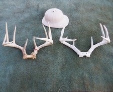 2 Whitetail Bucks