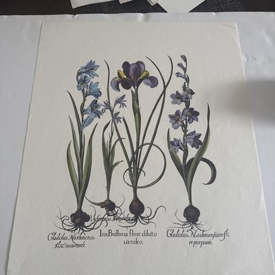 Gladidus Narbonensis, Iris Bulbosa Flore Diluto Cocrulco, Gladislus Narbonenfium