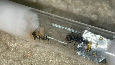EXOTIC ASIAN Camponotus Parius QUEEN ANT WITH WORKERS COLONY WAX MODEL SCULPT