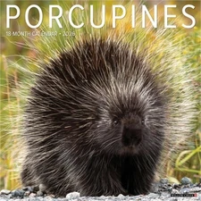 Porcupines 12 X 12 Wall Calendar (Bookbook - Detail Unspecified)