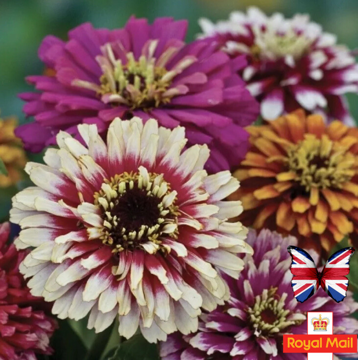 250 Seeds Violet Queen Zinnia Elegans Purple and 50 similar items