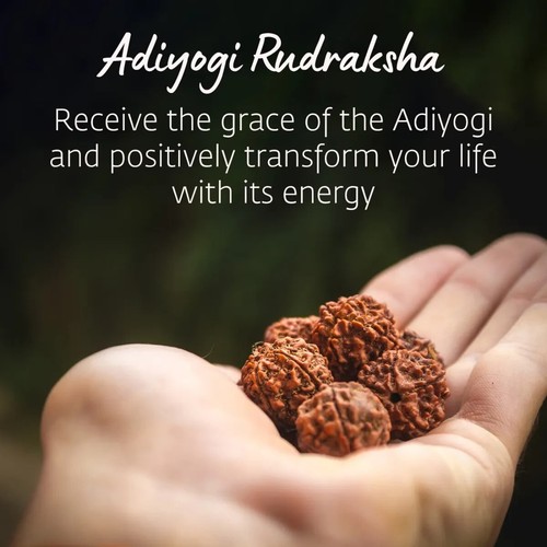 Adiyogi Rudraksha with copper chain (Long Chain). Energized Isha Panchamukhi - Picture 8 of 11