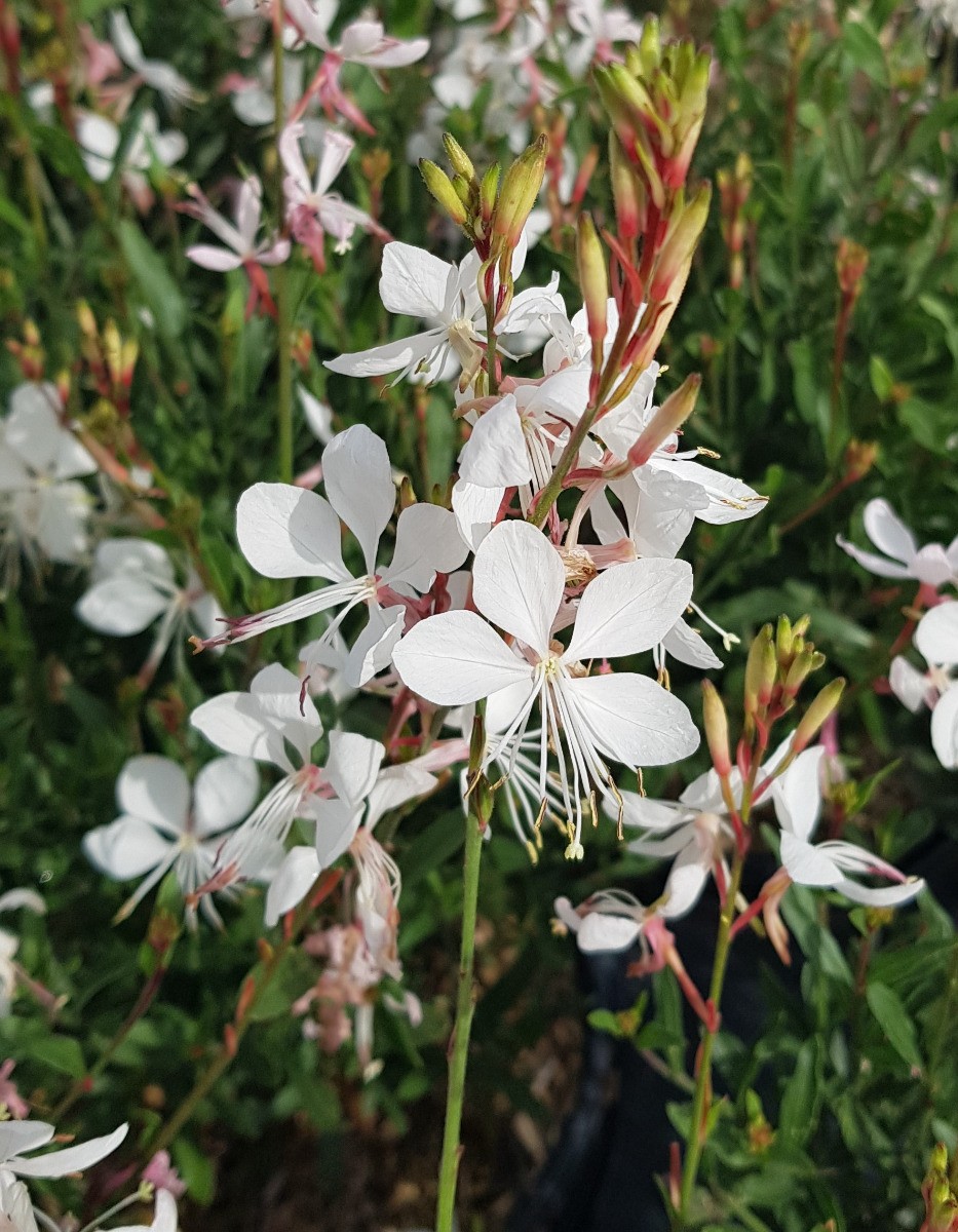 Gaura compacte blanche pour végétaliser une terrasse ensoleillée