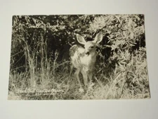 Vintage RPPC Real Photo Postcard Hello Dear Black Tail Spotted Fawn