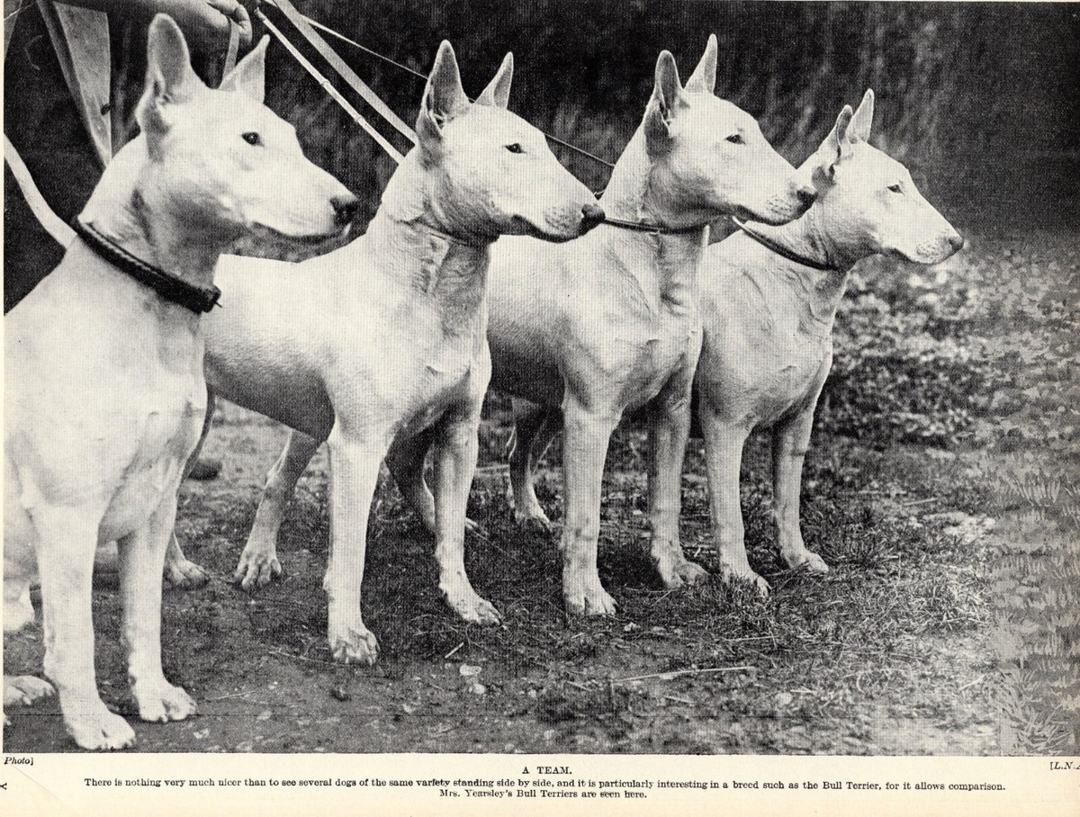 1930s Vintage Bull Terrier Print Mrs Yearsley Team of Bull Terriers 4630v
