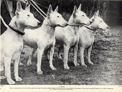 1930s Vintage Bull Terrier Print Mrs Yearsley Team of Bull