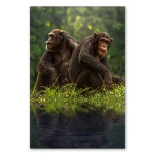 Postereck 2067 Poster Leinwand Affen, Familie Tiere Schimpanse Familie Tierpark