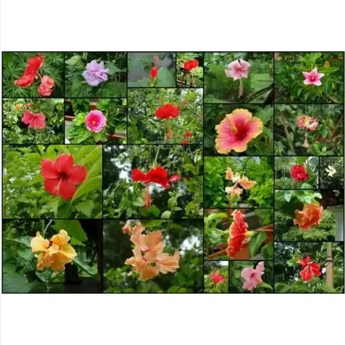 HIBISCO COLORES Y FORMAS MIXTAS, 20 semillas con REGALO GRATIS - Imagen 1 de 1