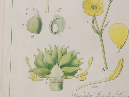 Antique Engraving 1800s Hand Colored UPRIGHT MEADOW CROWFOOT TRIBE Botanical Art - Bild 3 von 7
