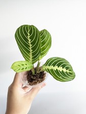 Maranta Leuconeura Lemon Lime Prayer Plant rooted
